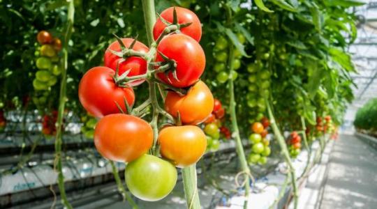 Egy teljesen újszerű üvegházi termesztési mód, a fitopónika
