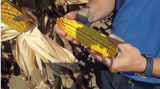 Corteva Portfólió farm Nyílt napok – 2020