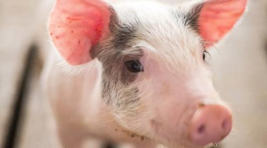 Elképesztő testtömeggyarapodás – így nevelj választási malacot!