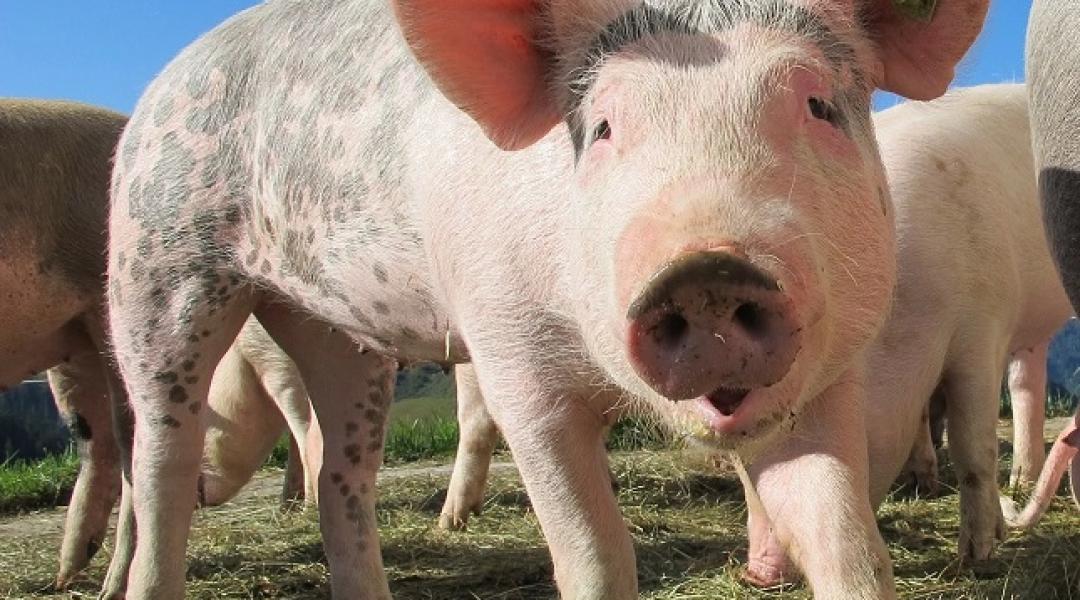Mi lesz ebből? Terjed a sertéspestis Németországban, itthon bezuhantak az árak