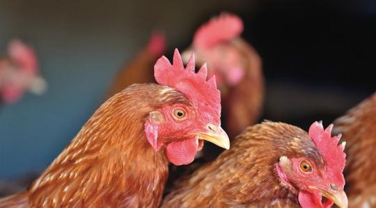 Madárinfluenza: Oroszország leállította a holland baromfiimportot