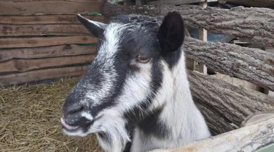 Levágta a kecske fejét és magával vitte