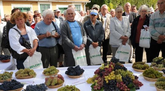 Világszínvonalú szőlő rezisztencia-nemesítést folytatnak Pécsett
