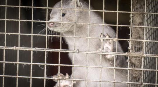 Már a franciáknál is ölik a nyérceket a mutálódott koronavírus miatt