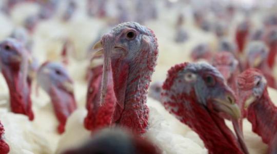 Lesújtó adatokat közölt a pulykaszövetség: válságos helyzetben az ágazat