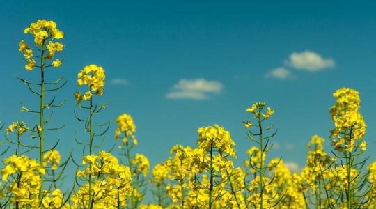 Terepszemle: repce és kalászos eredmények