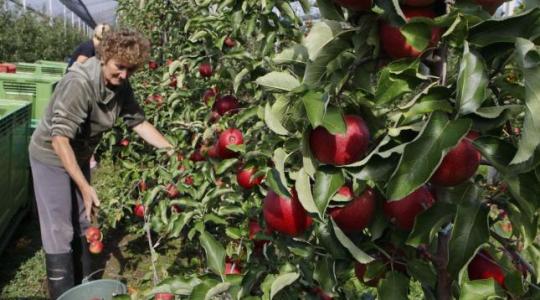 Biológiai növényvédelem 30 milliárd apró rovar segítségével