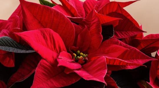 Így gondozd a mikulásvirágot, hogy hónapokig díszítse az otthonod