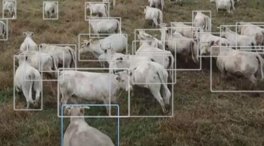Drónok terelik a szarvasmarhákat Izraelben – VIDEÓ