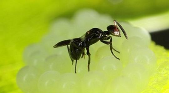 Végre valaki megszabadíthat minket a bosszantó poloskáktól?