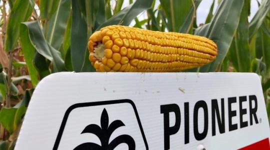 A Corteva bemutatta a Pioneer vetőmag új arculatát