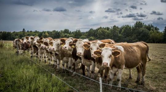Csökkentené az ammónia-kibocsátást a mezőgazdaságban az agrártárca