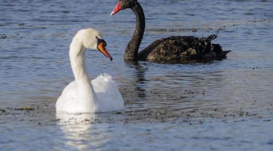 Eltörte egy hattyú nyakát – börtönbe kerülhet