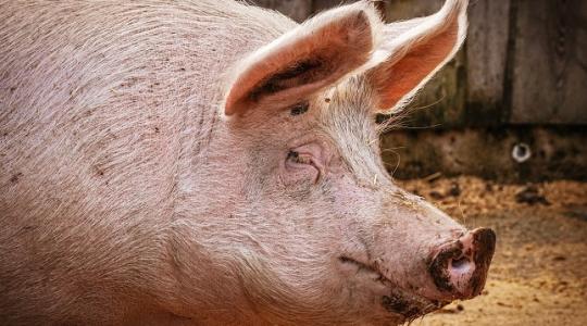 Amerikában engedélyezték a GMO sertéshúst