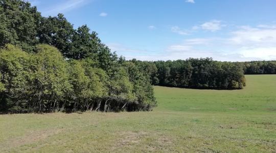 Natura 2000 erdőterületek: hosszabb benyújtási időszak, megemelt keretösszeg