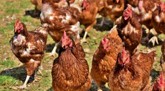 Állatjóléti támogatások: január elejétől beadhatóak a kérelmek!