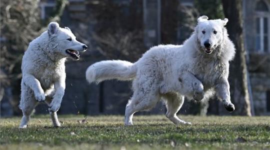 Megjelent a Nemzeti kincsünk a kuvasz című könyv 