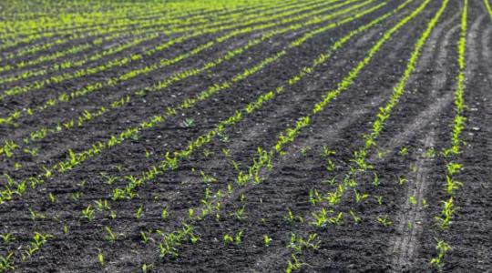 Biostimulátorokkal robbant be a román piacra egy magyar cég