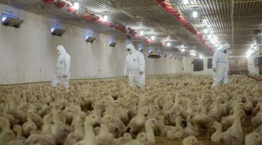 Az erősen fertőző madárinfluenza-típus jelent meg Magyarországon