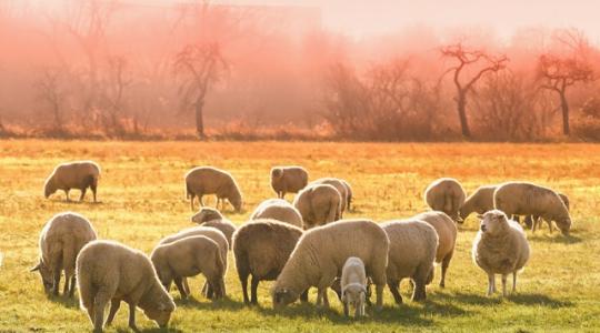Középtávú piaci előrejelzés a kiskérődző-ágazatra vonatkozóan