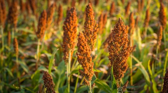Amerikai agrártermékek vásárlására irányuló lépéseket tett Kína