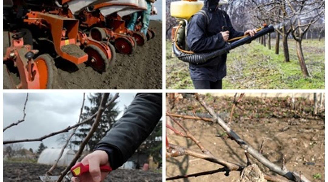 Alapvető tudnivalók metszésről, lemosó permetezésről, fejtrágyázásról