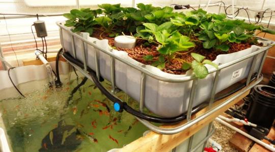 Saját zöldség és hal akár a hátsókertből? – Akvapónia kezdőknek