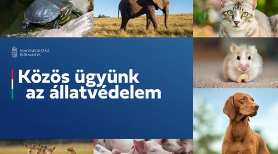 13 fontos kérdés az állatvédelemről! Töltsd ki Te is!