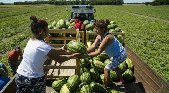 A gazdák tapasztalataira kíváncsi az EU – felmérés a tisztességtelen kereskedelmi gyakorlatokról