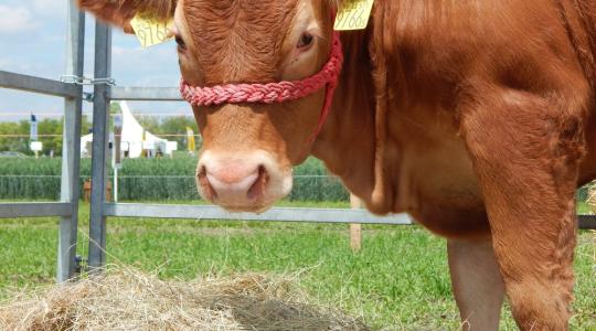 Éri-e hátrány a magyar termelőket a Mercosur megállapodás miatt? 