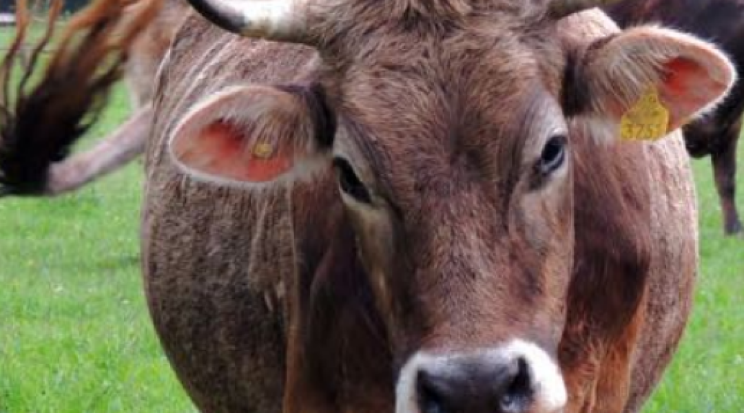 Kezdő marhatartóknak tökéletes fajta: a kárpáti borzderes