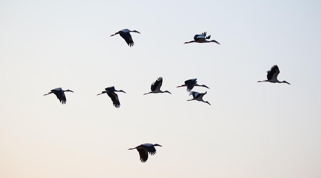 Emberre is átterjedt az A(H5N8) madárinfluenza