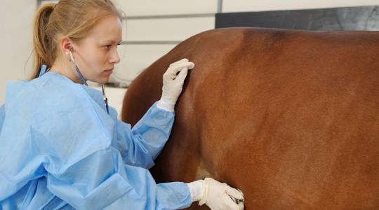 A mezőhegyesi Nemzeti Ménesbirtok és Tangazdaság Zrt.-nél szerezhetnek gyakorlatot az állatorvosi egyetemisták