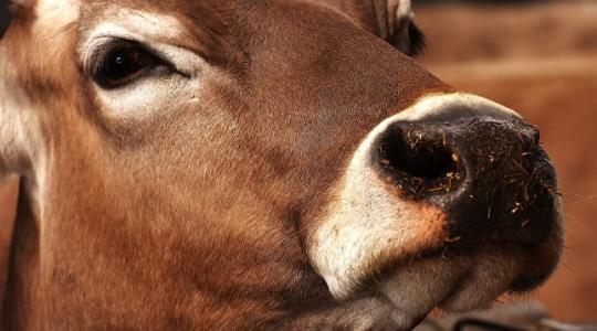 Ha jót akar a marhájának, kiskérődzőjének, Noack nyalótömböt vegyen neki