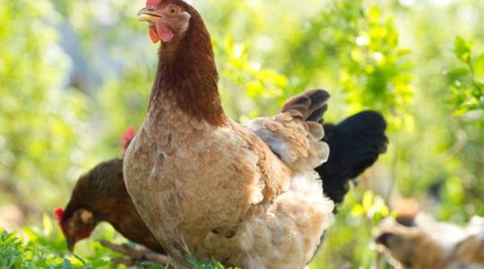 Madárinfluenza: feloldották a korlátozásokat Bács-Kiskun megyében