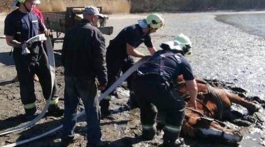Lovaskocsival hajtott a tatai Öreg-tóba – a ló az iszapba ragadt Lovaskocsival hajtott a tatai Öreg-tóba – a ló az iszapba ragadt