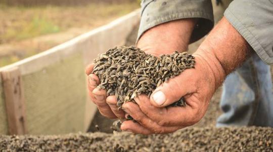 Syngenta: komoly lehetőségek vannak a hazai napraforgó-termesztésben