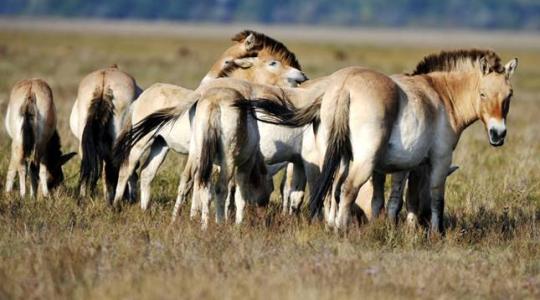Már csak ez hiányzott: újabb agresszív vírus jelent meg hazánkban