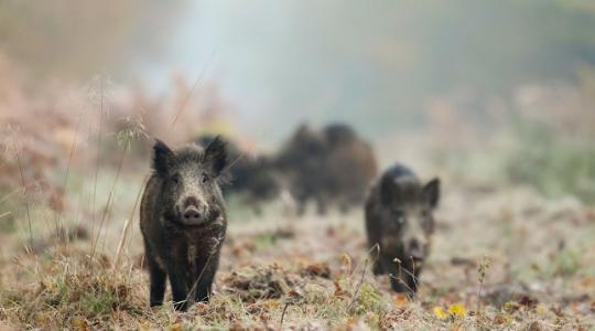 Vaddisznótúrás ellen egy nagyon egyszerű módszer – mi a titok?