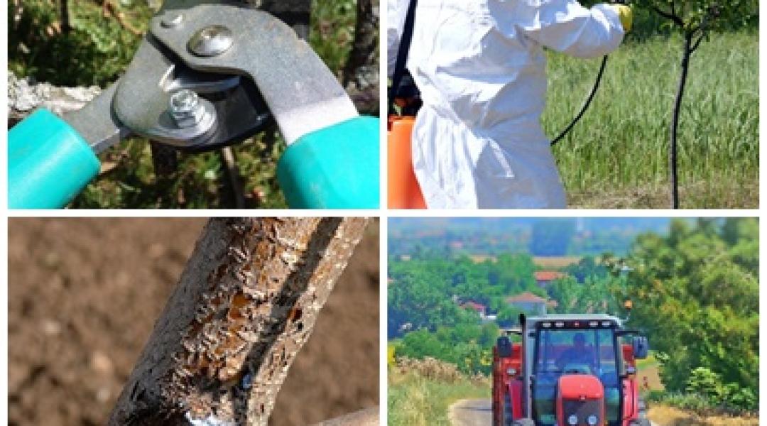 Mentsük meg a kajszit és a meggyet, és eljött a metszés ideje is