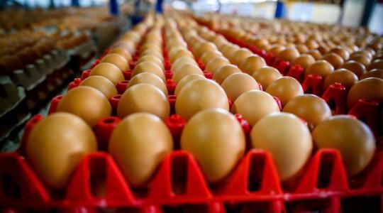 Friss hír! Több százmilliárdból fejlődhetnek az állattartó telepek