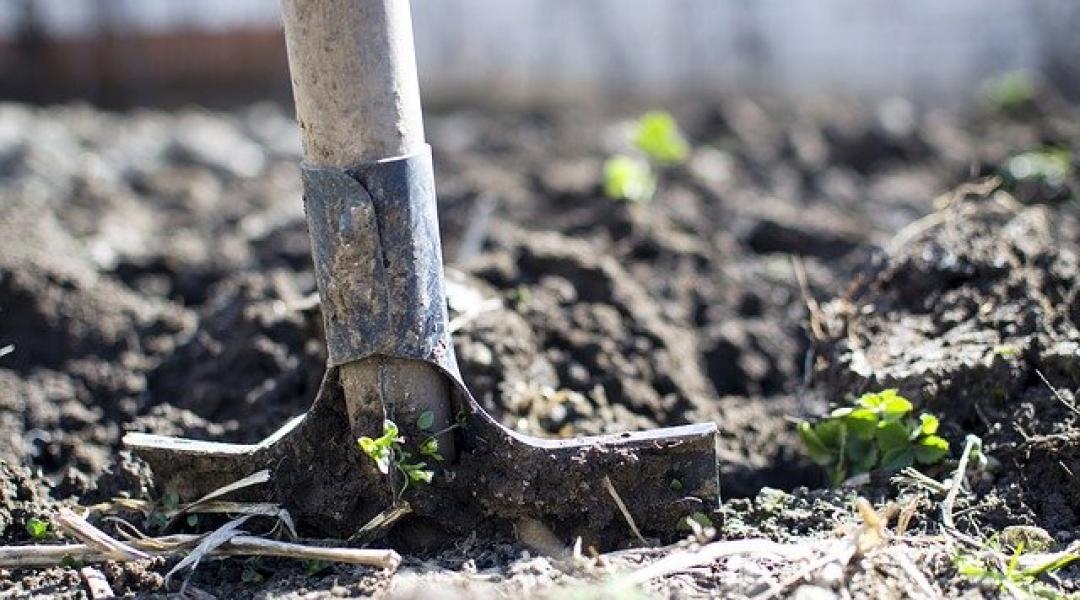 Változik az időjárásunk, alkalmazkodnak a károsítók is – mit tehetünk? 