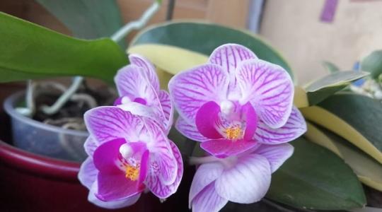 Így tartsd életben az orchideát!