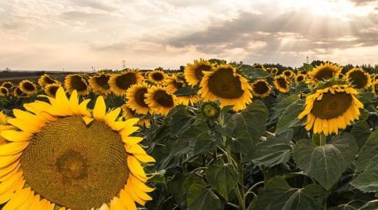 Növénykondicionálás – a termesztett növények semmilyen tápanyagban ne szenvedjenek hiányt