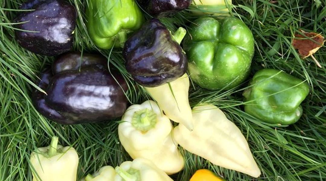 Kertészkedsz otthon? Akkor az Agroinform kérdőíve rád vár!