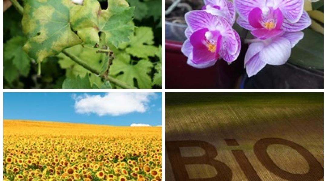 Ezt tegyük a szőlő, az orchidea és a napraforgó védelmében