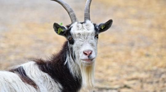 Hamarosan elérhető a juh- és kecsketartók számára ez a támogatás