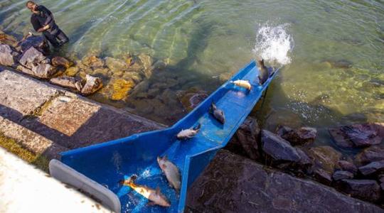 Hatalmas pontyutánpótlás érkezett a Balatonba – Videó