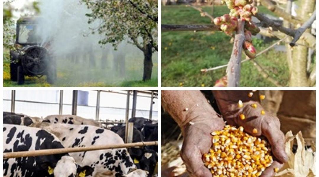 Hatalmas támogatások, terjedő kártevők, jelentős kár a gyümölcsösökben