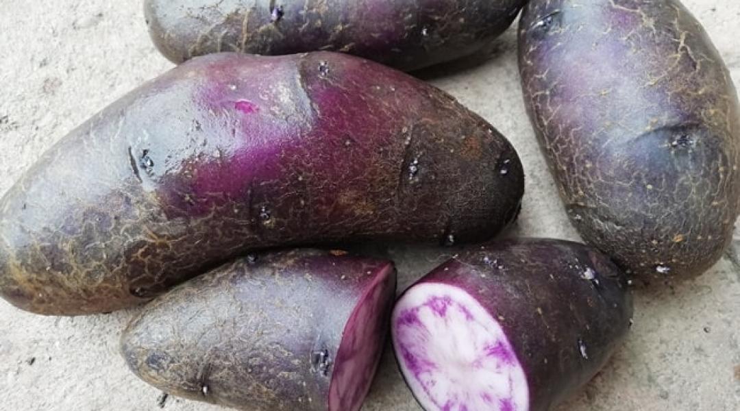 Bombabiztos tippek az otthoni krumplitermesztéshez